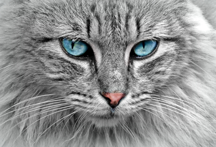 On cat herding and securing web dependencies