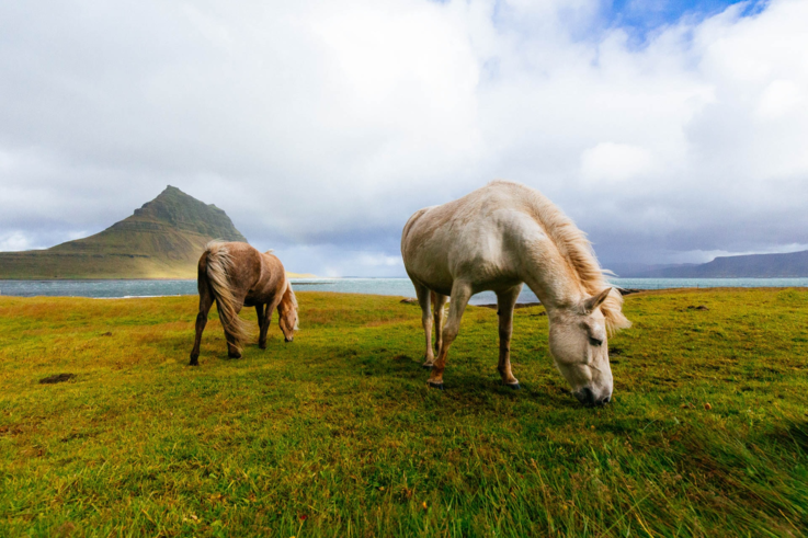 Bulbo's ponies